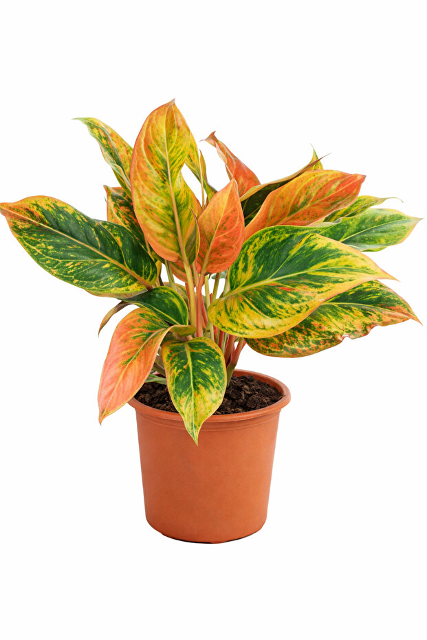 Aglaonema Pink Siam 25- 30 CM