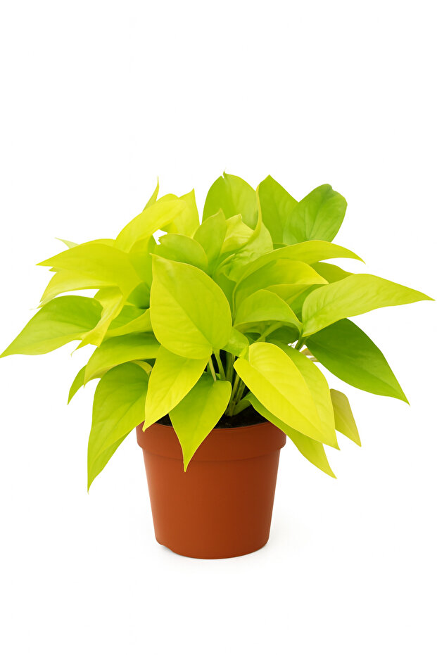 Epipremnum Aureum or Gold Neon Pothos 30CM