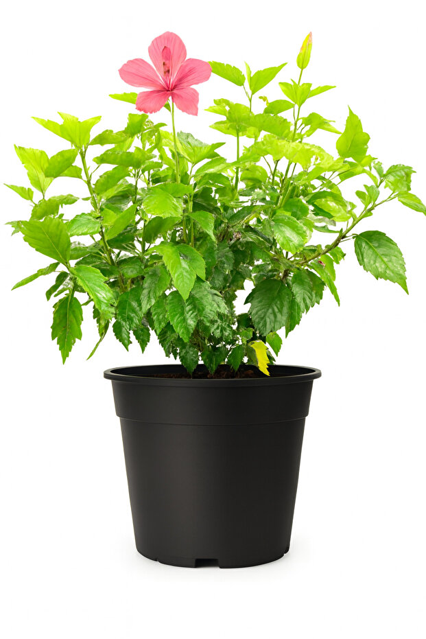 Hibiscus Fresh Indoor Plants (50-60cm)