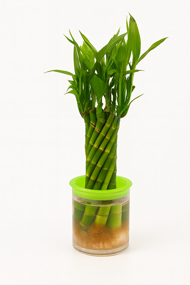 Spiral Lucky Bamboo 20-30