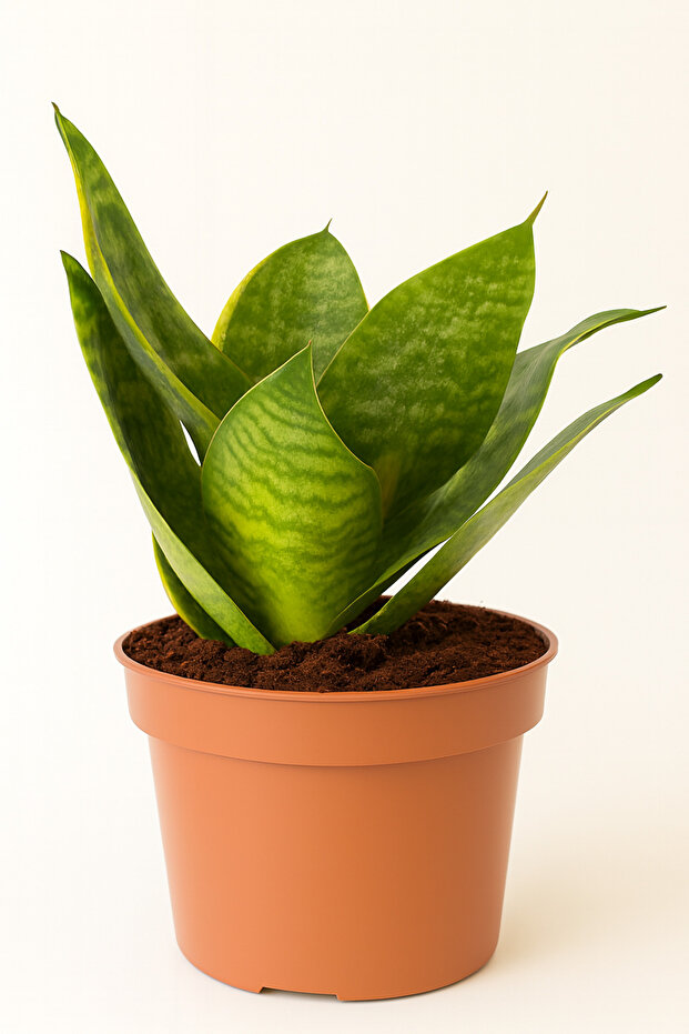 Bird’s Nest Snake Plant 10-20 CM