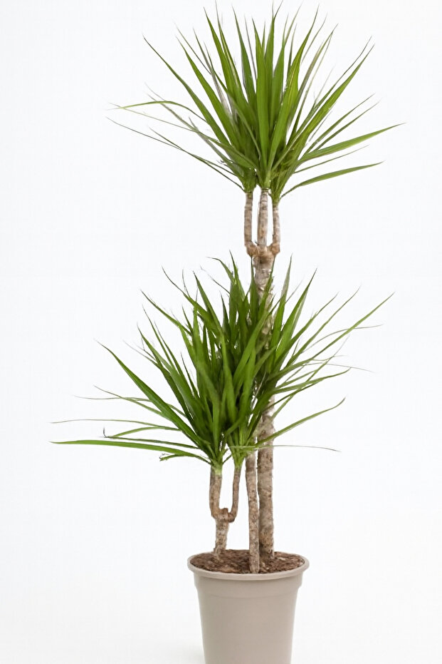 Dracaena Marginata 3PP Pot size 21 CM, height 100-110 CM