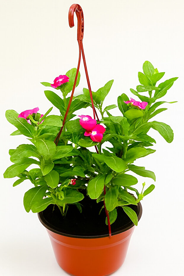 Vinca's in Hanging pot 10-15 CM