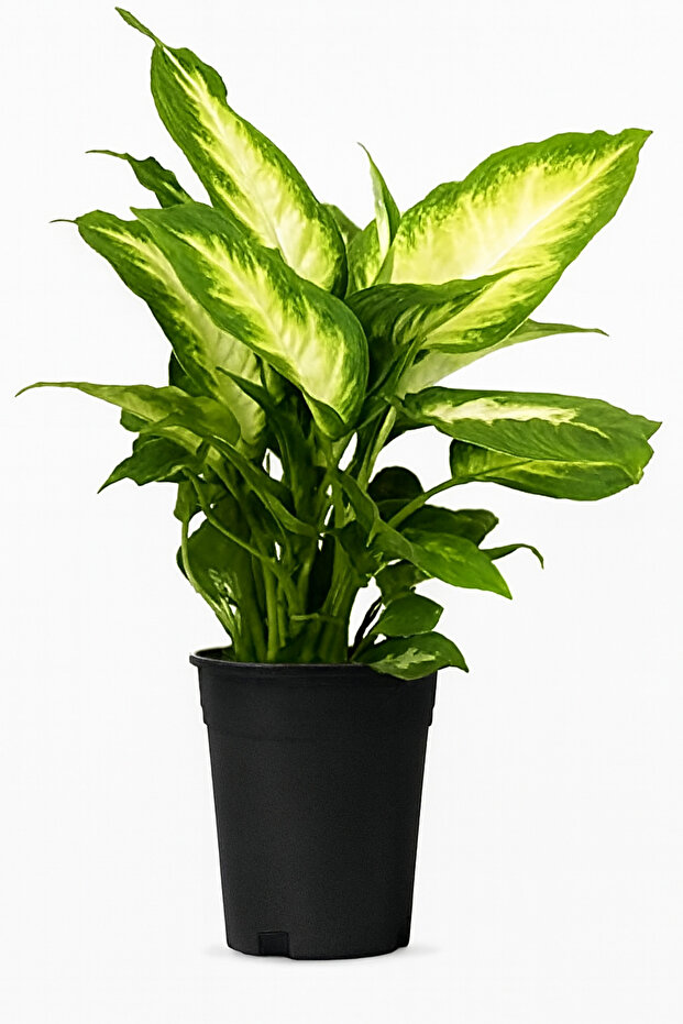 Dieffenbachia Camilla 25-30 CM