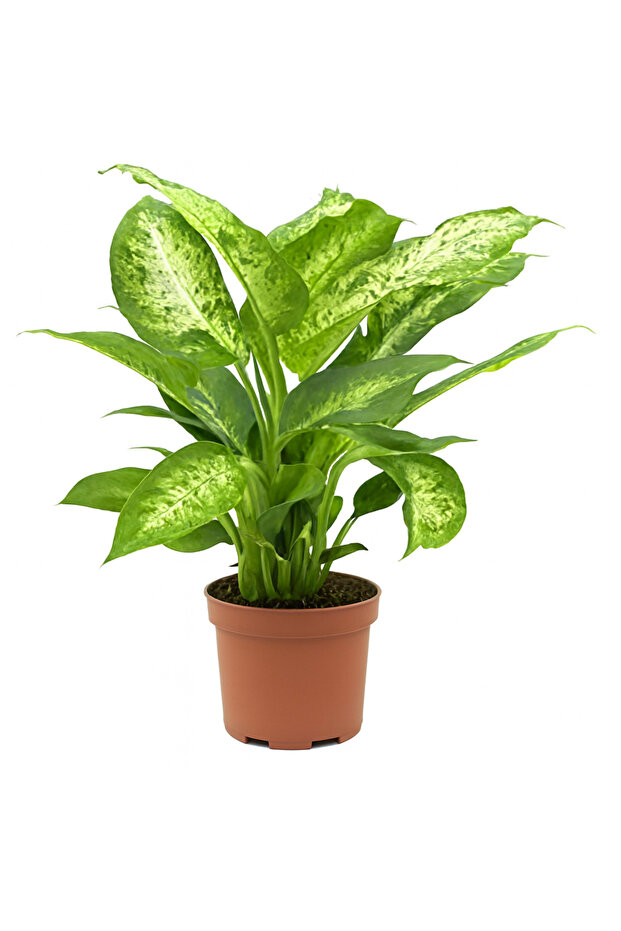 Dieffenbachia Compacta - 1