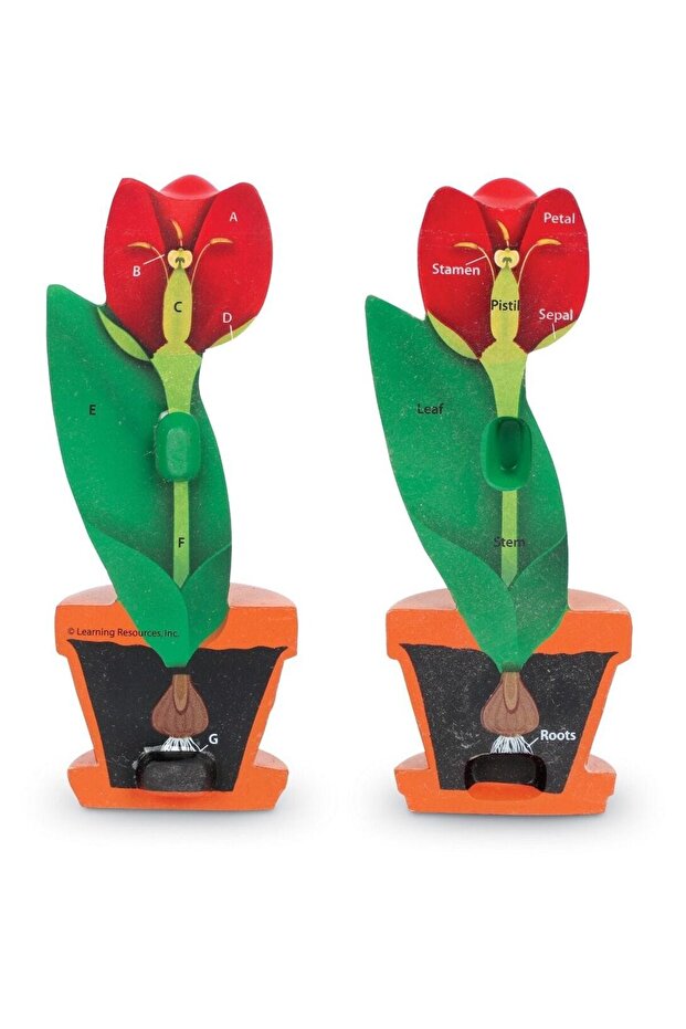 Model de sectiune a florii - 2