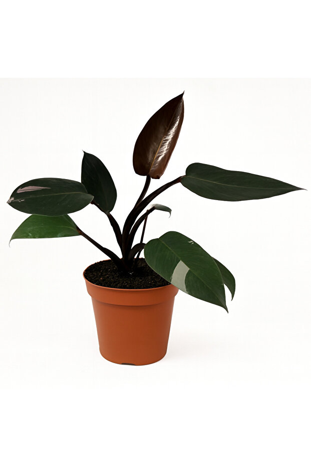 Philodendron Pink Princess/35-45 CM
