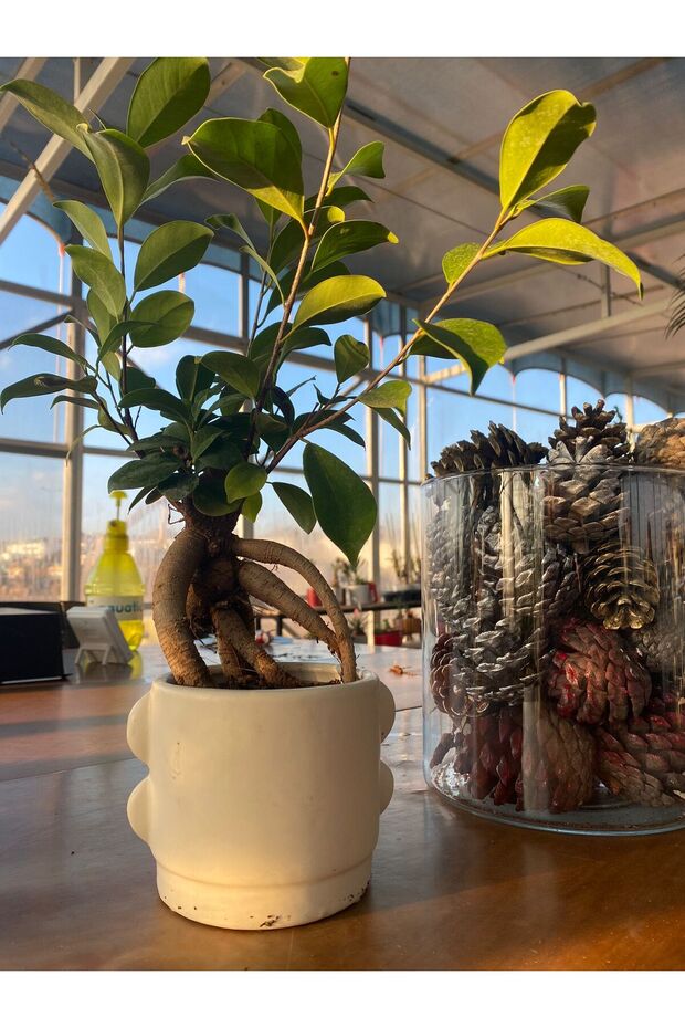 BONZAİ BİTKİSİ - 1