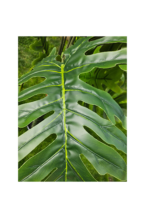 Philodendron 170cm - 3