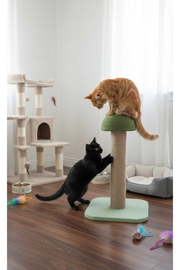 Cat Scratching Mushroom