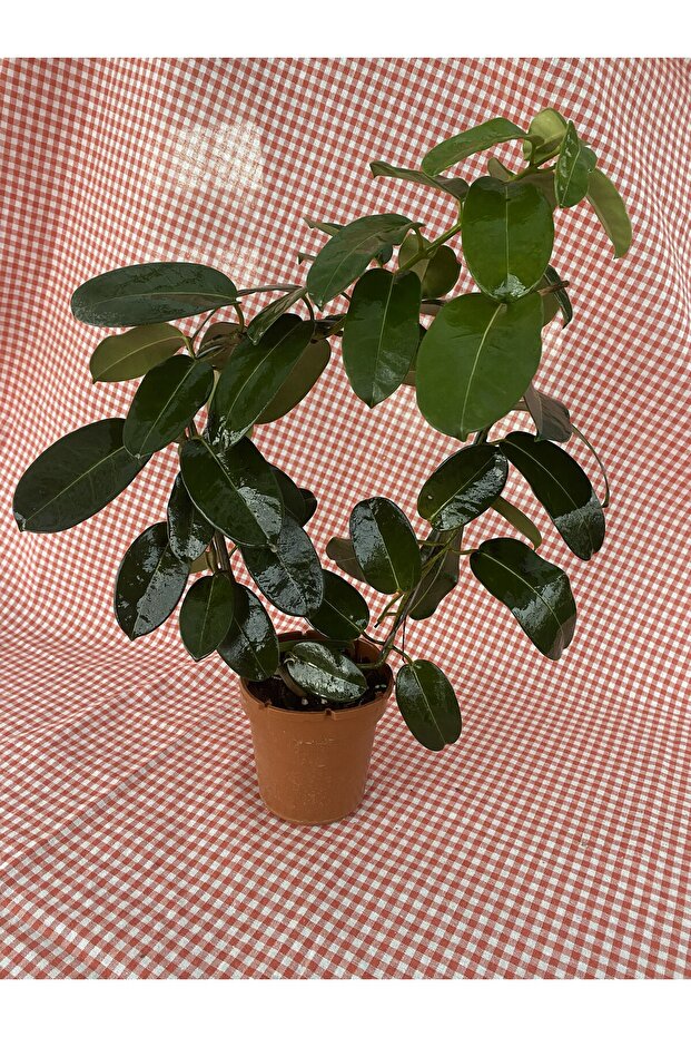 MADAGASKAR YASEMİNİ - 2