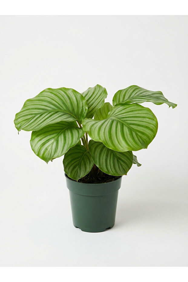 Calathea Orbifolia - Lush 30- 40 CM