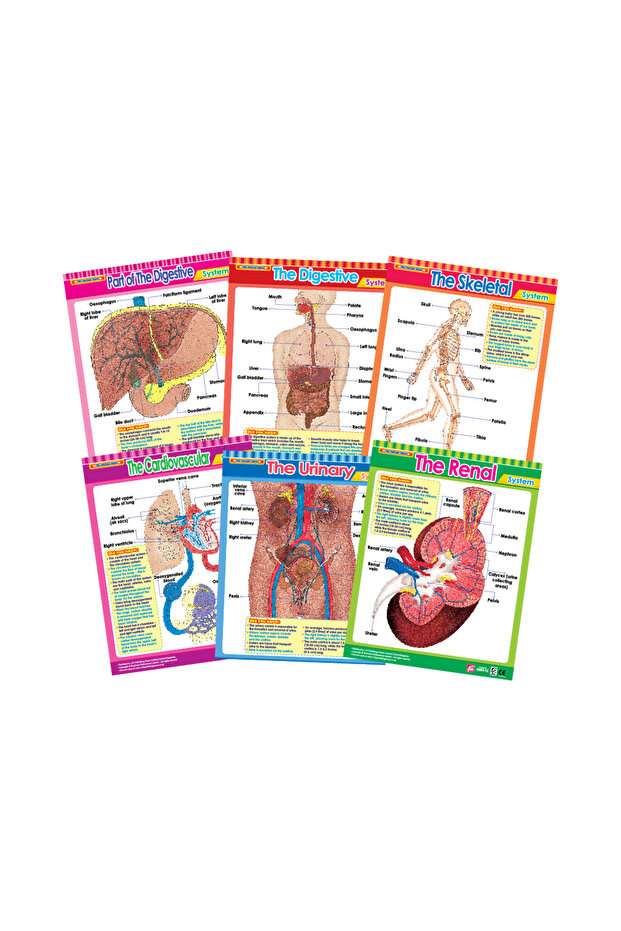 Vital Body Systems 2 (6 Wall Charts) - Educational Wall Chart Pack in English