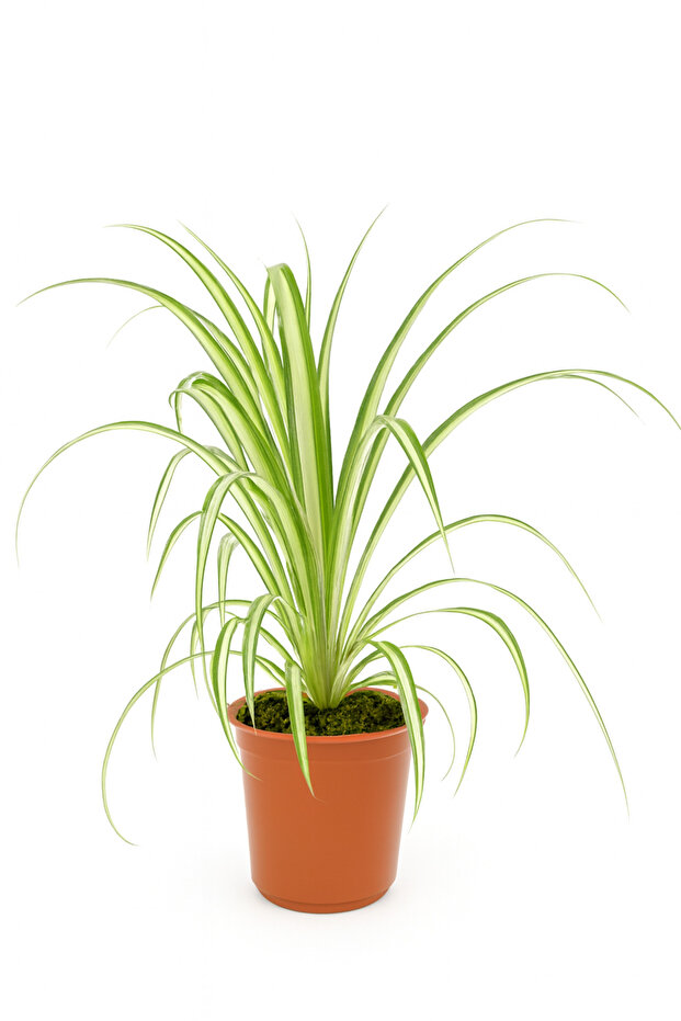 Chlorophytum (Spider Plant) 20 CM