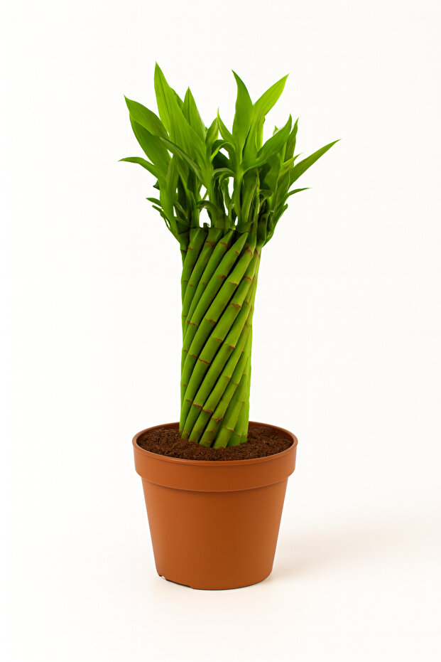 Lucky Bamboo 15-20 CM