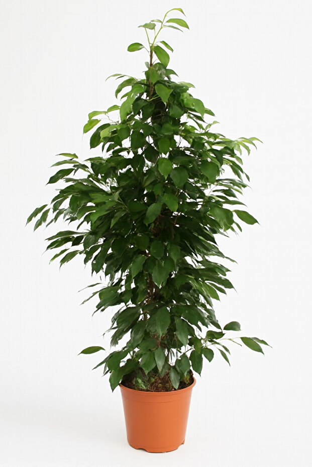 Ficus Benjamina or Weeping Fig 100-120 CM