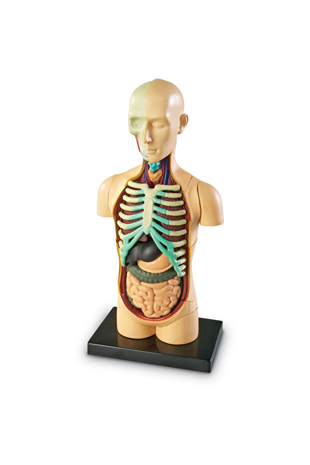 Macheta corpul uman - 2