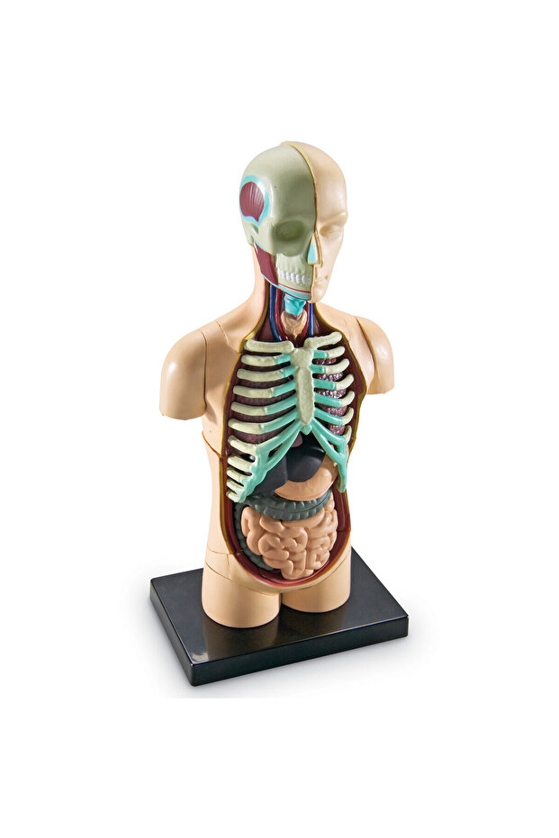 Macheta corpul uman - 3