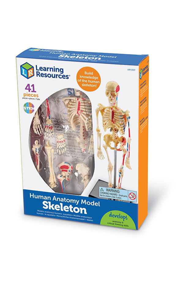 Human body model - Skeleton - 5
