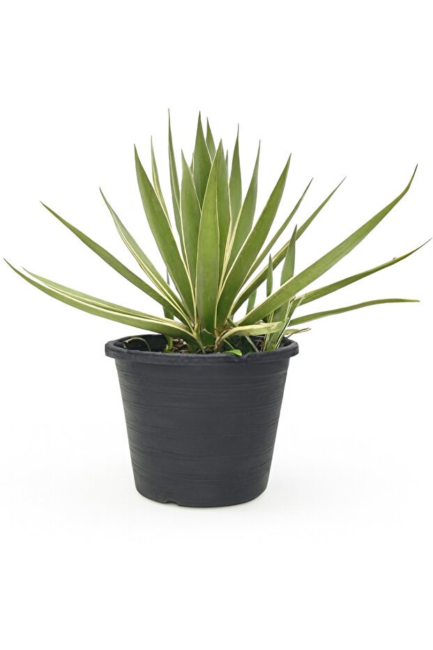 Variegated Agave 30-40 CM