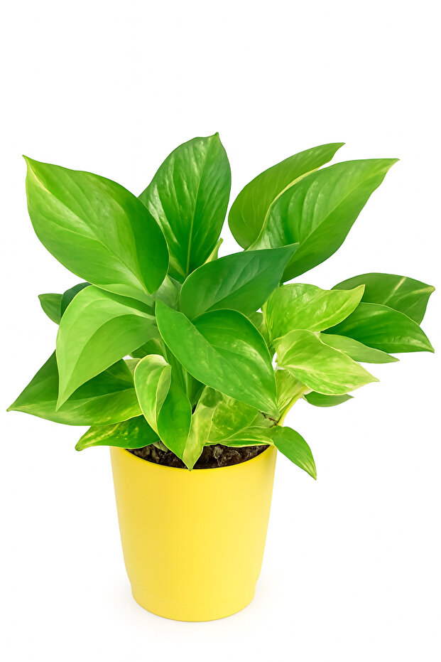 Fresh Pot Money Plant 15-30 CM
