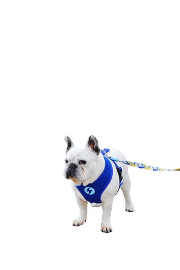 Nebula Neo Mesh Harness for Dogs - BLUE/LARGE