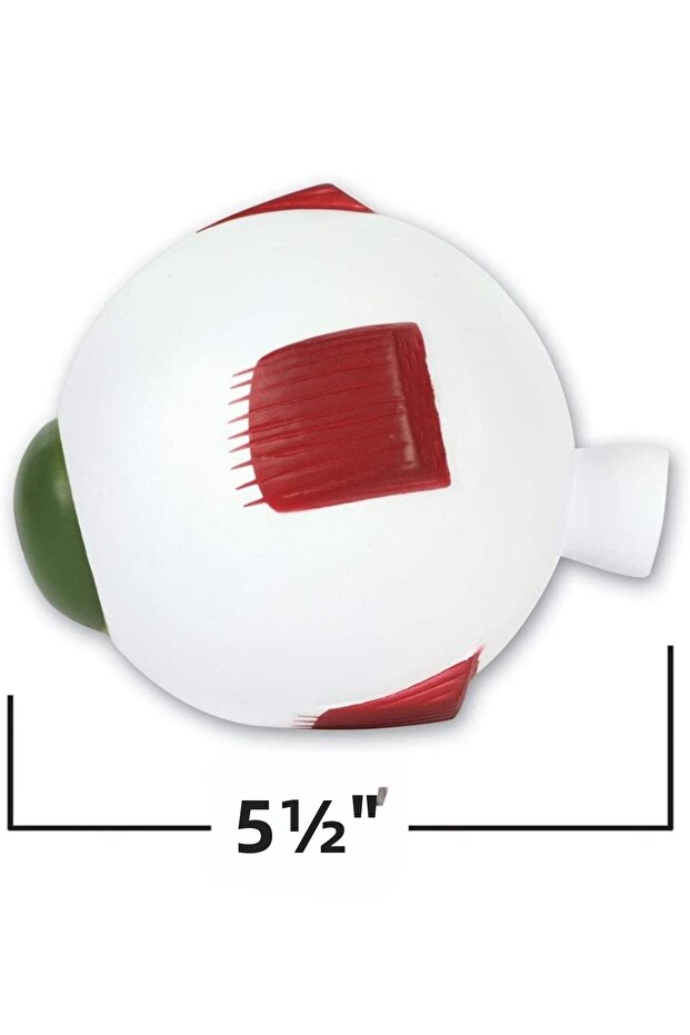 Transverse Section (Eye) Model - 4