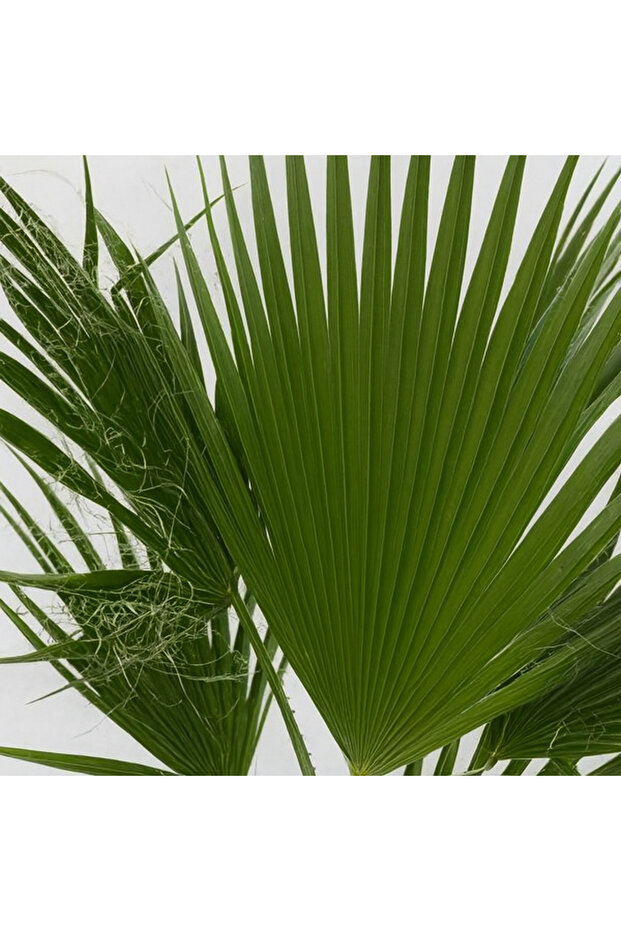 واشنطنيا روبوستا - 3