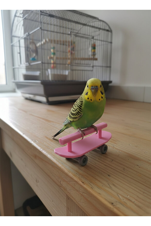 Parakeet Perch with Skateboard (Pink and Shades)