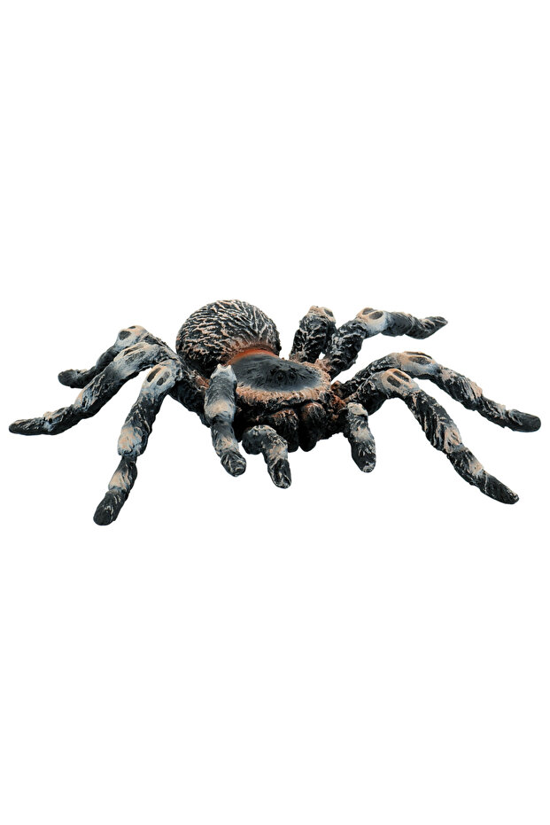Tarantula White Knee - 1