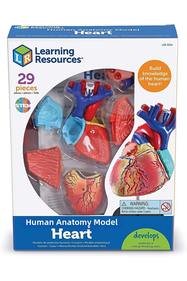 Anatomický model - Srdce - 4