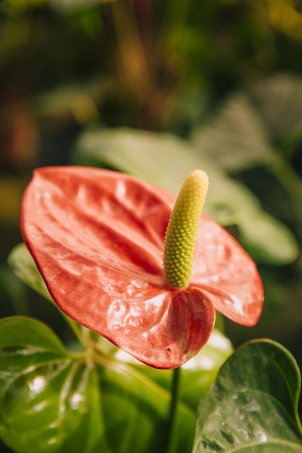 Anthurium 40 CM - 4
