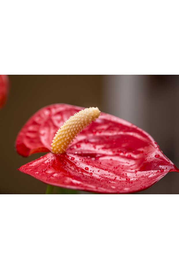Anthurium 40 CM - 3