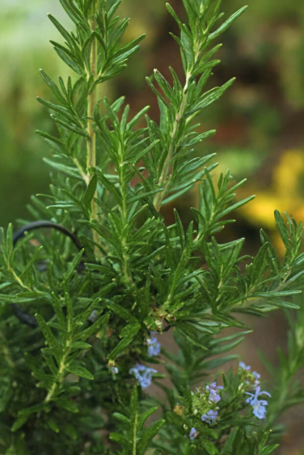 نبتة إكليل الجبل الطازجة | عشبة عطرية للطهي | عشبة حية مزروعة في أصيص للمطبخ والحديقة والديكور المنزلي - 7