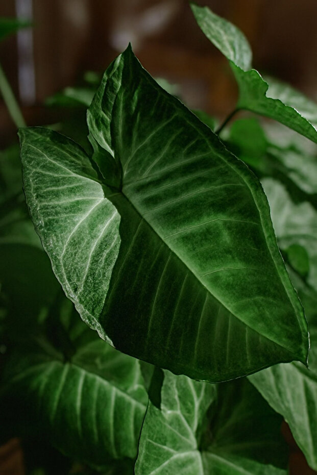 عصا سينجونيوم - 4