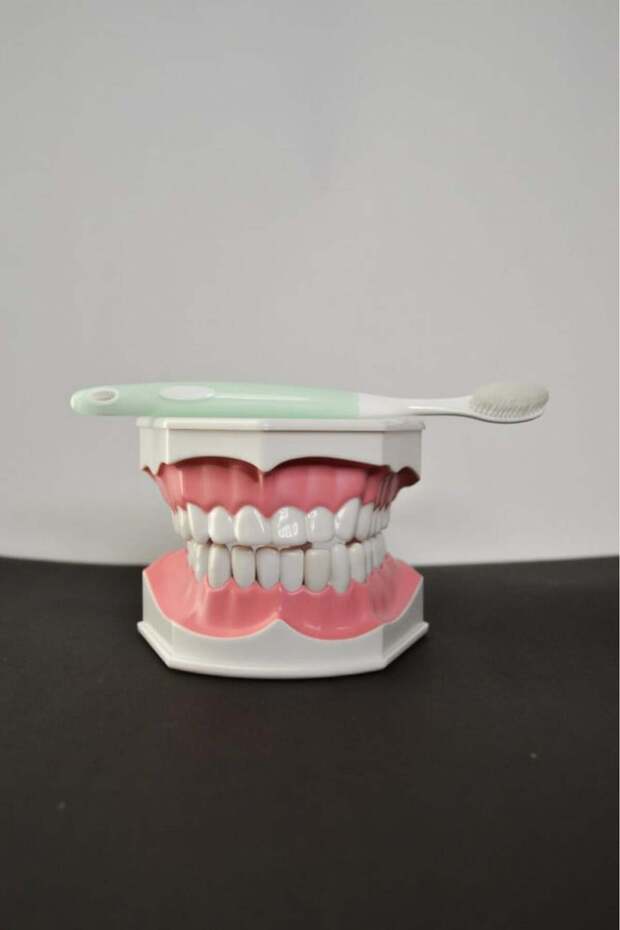 Educational tooth model with brush - 3