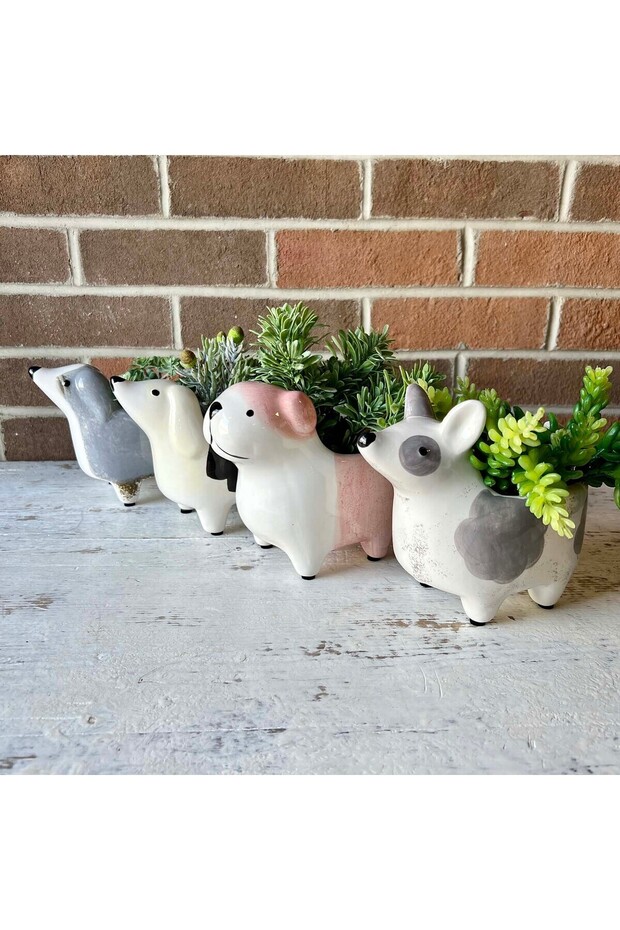 Köpek Saksılık - 5