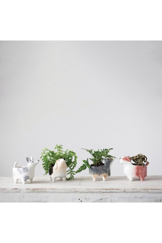 Köpek Saksılık - 6