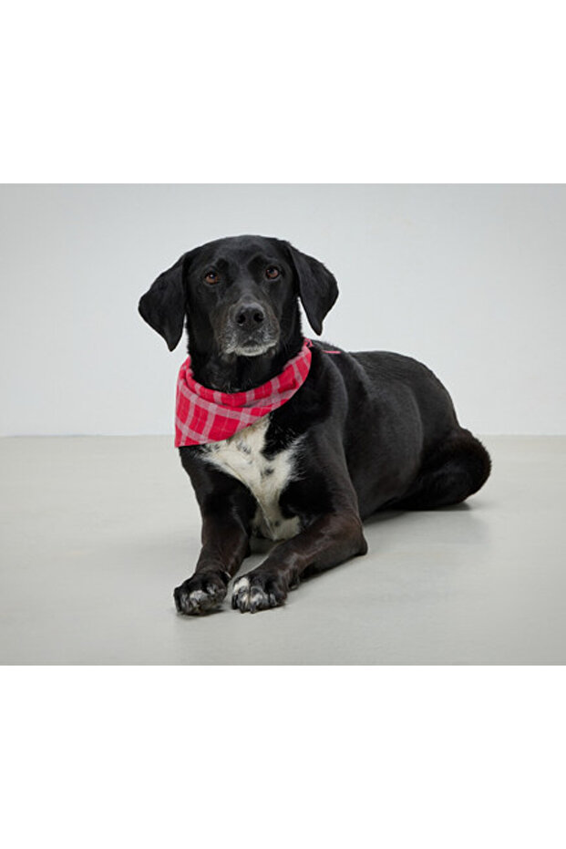 Köpek Fuları, Çift Taraflı, Reflekt - 1