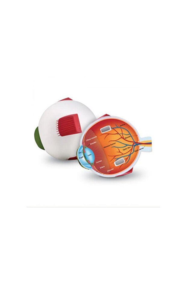 Section model - Eye - 2