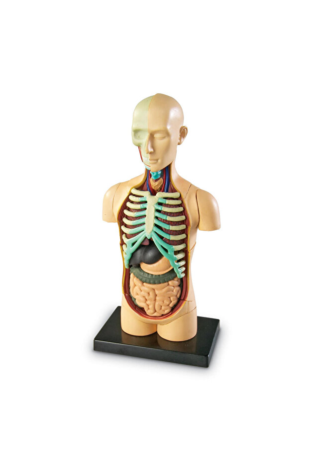 Human body model - 2