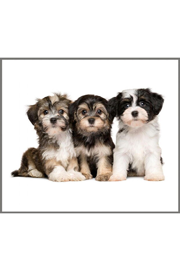 Flashlight projector - Cute animals - 5