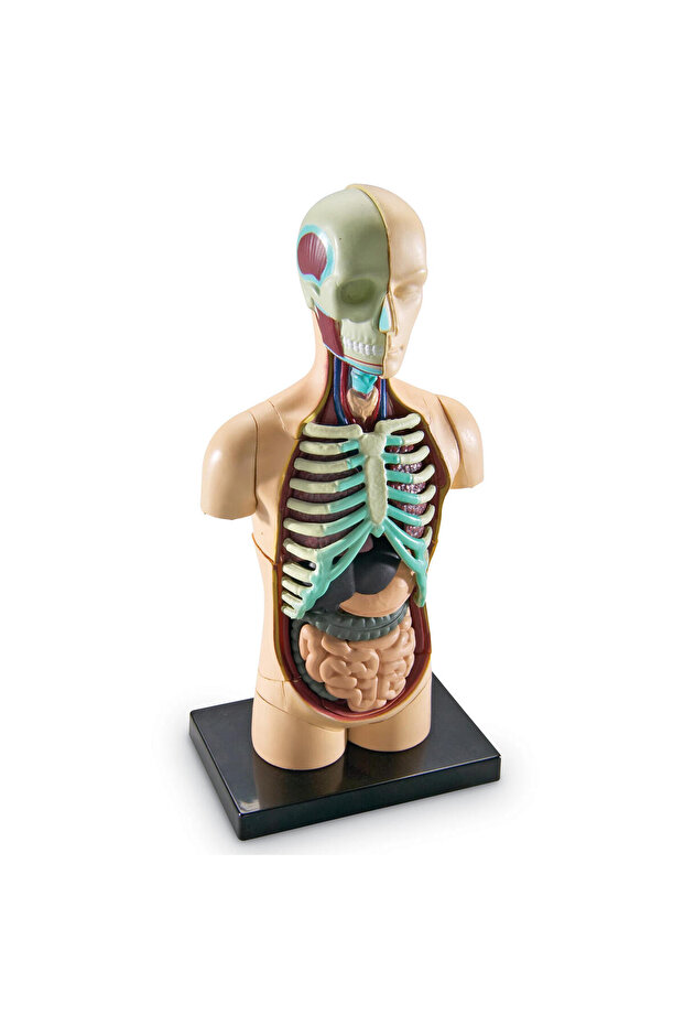 Human body model - 3