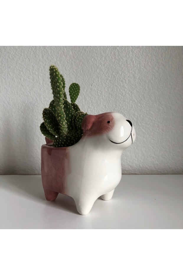 Köpek Saksılık - 4