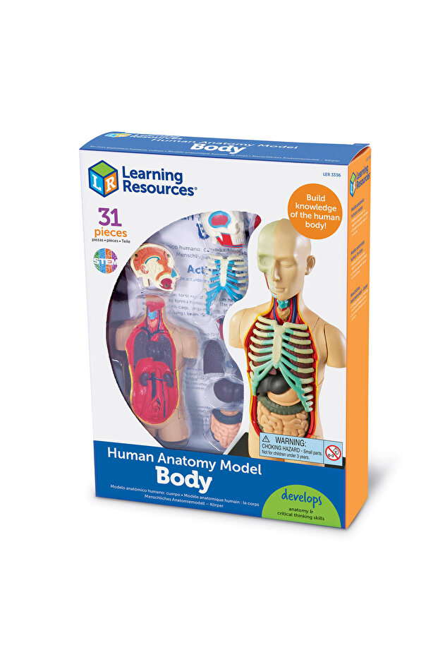 Human body model - 5