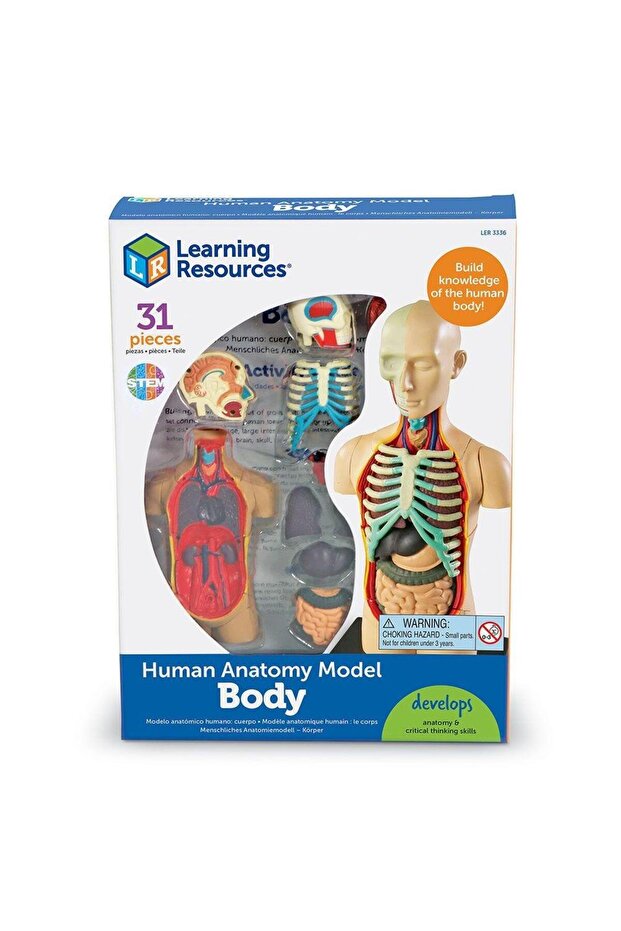 Human body model - 1