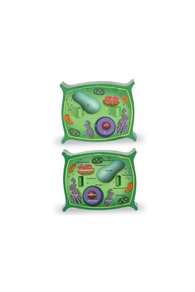 Plant cell section - 2