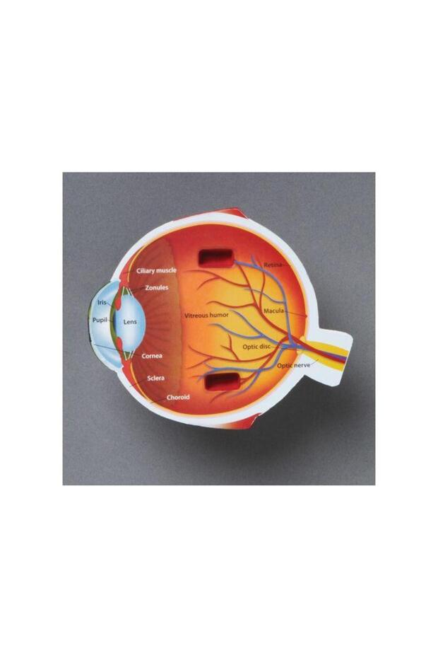 Section model - Eye - 3