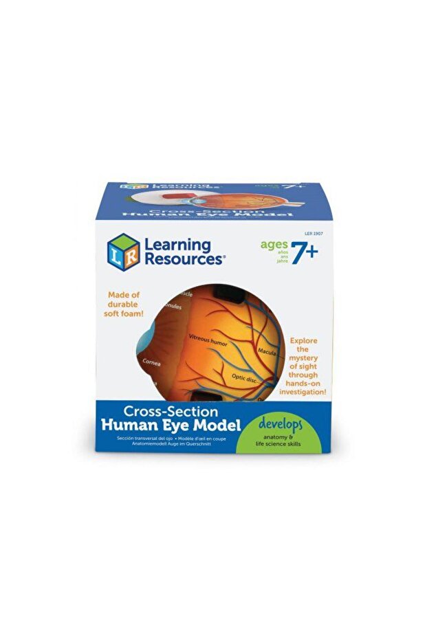 Section model - Eye - 1