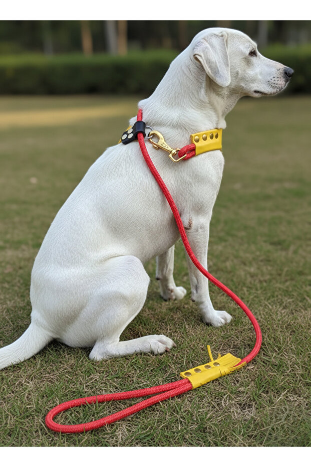 Dog Walking Strap & Collar Single Product 6 cm Diameter Skotocote Rope